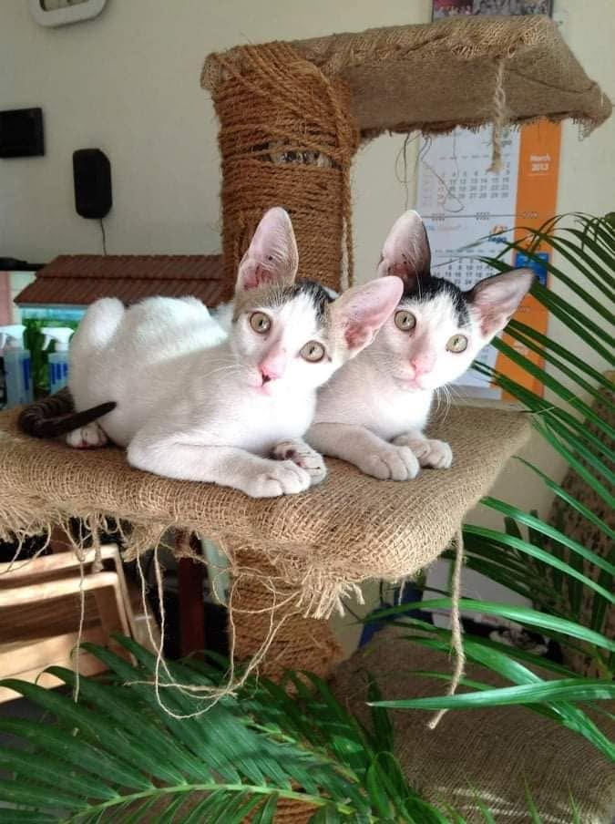 ये मोह-मोह के धागे